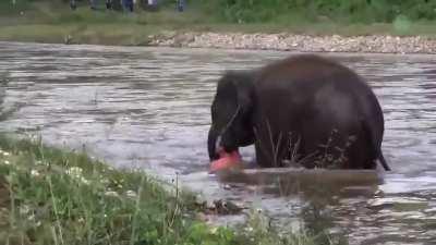 An elephant rescuing a man that appeared to be drowning
