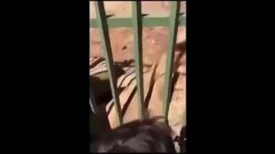 Let me just pat that lion.