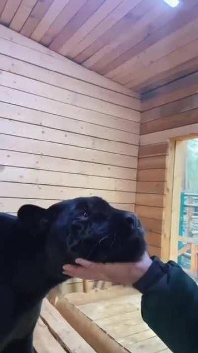 We love Black Panthers