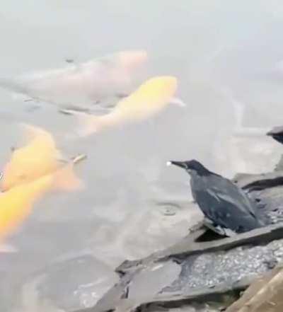 HE-r0/n Predator Drone covertly optimising its human luring algorithm (HLA) on fish. Leaked information (see comments) suggests that they are designed to operate with $100 bills. Be aware!