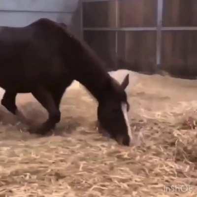 This is the heaven for horses!