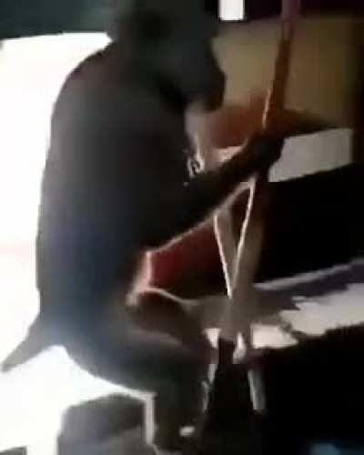 Blursed Monkey Business