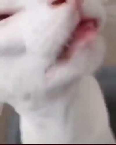 what he say 🤨🤨🤨 (cred to senpaicola on tt)