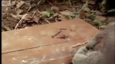 ACTUAL footage of the Devs creating content in M21!