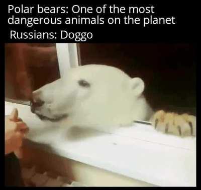 What a cute Russian puppy