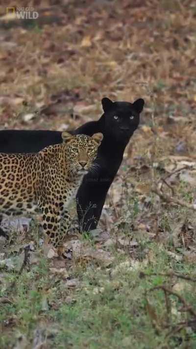 Saya and Cleopatra, The regal Black Panther and Leopard pair spotted together in Kabini forest, Karnataka ( India )