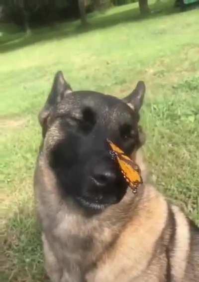 Dog with butterfly
