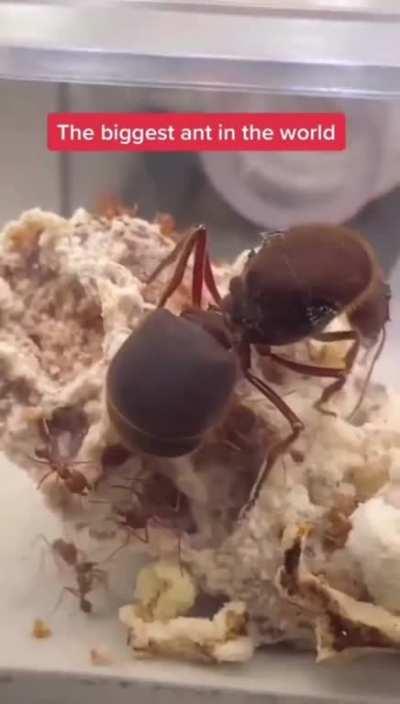 This ant