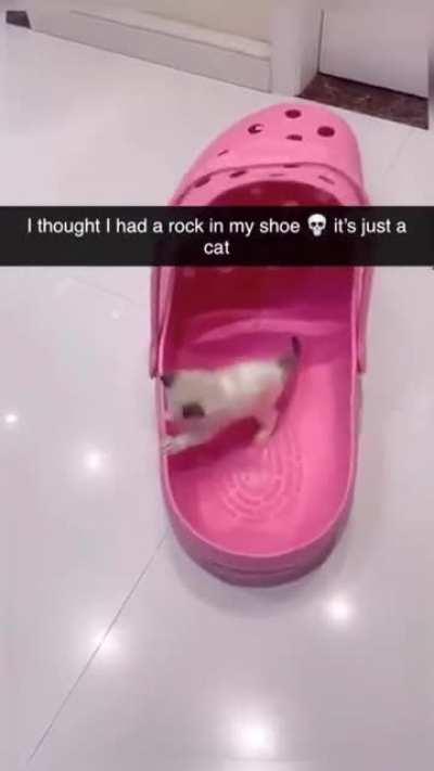 Microcriminal Found Hiding in Shoe