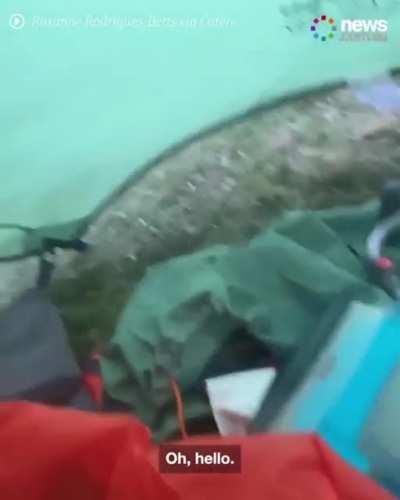 Couple wakes up to a vicious pack