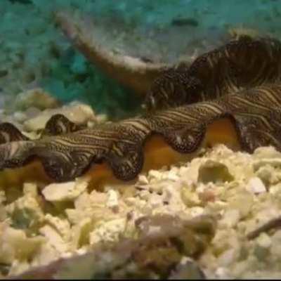 WEEEK 34 OF THE FLATTEST WORM FRIDAY