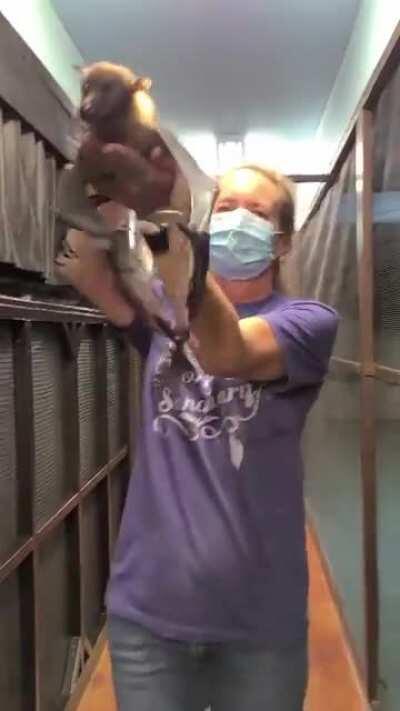 Statler, our 33 year old Indian flying fox, stretching his wings!