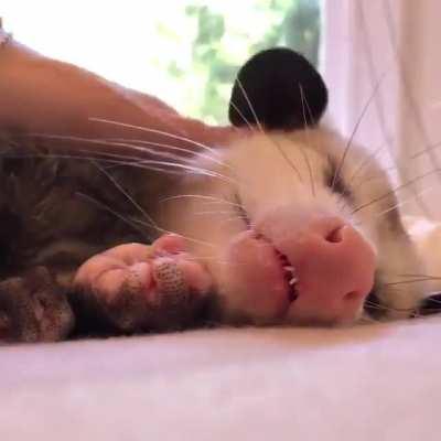 Look at those little teefs and feets, Soo Adorable!!