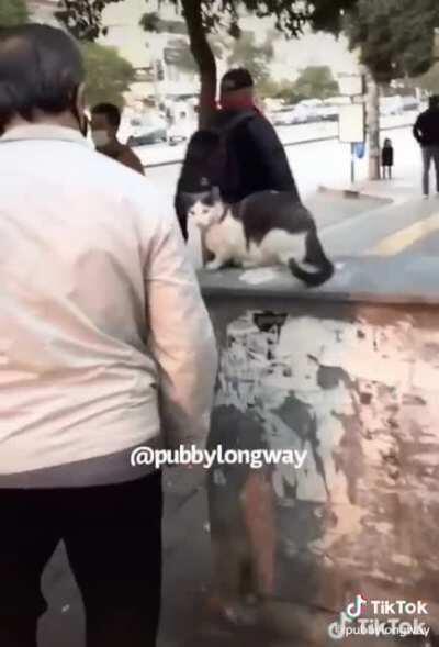 Cat keeps attacking people on the street!