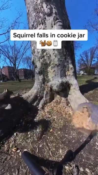 🐿️ fall in cookie jar (to Praise Spez)