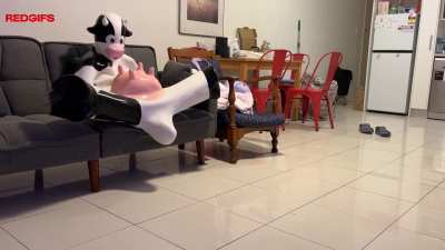 Using the cow suit on the couch🐮
