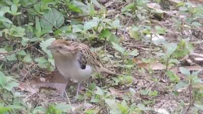 So Italian drones are also a thing