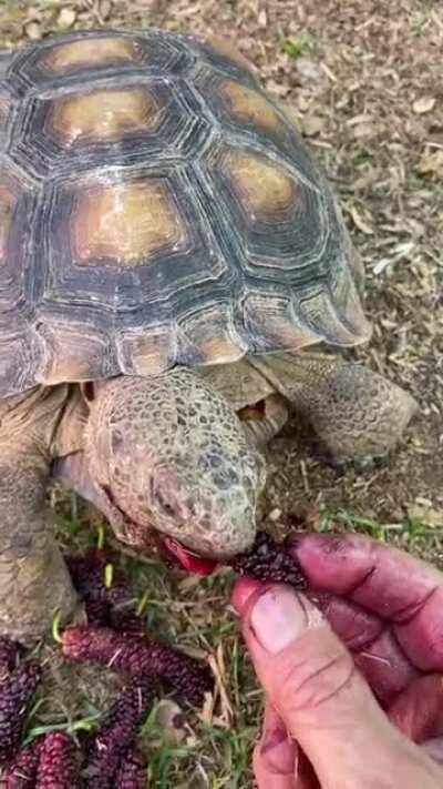 The tortoise version of a Kool-Aid smile