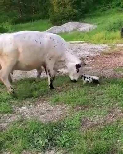 Poor cow gets bullied by piglet