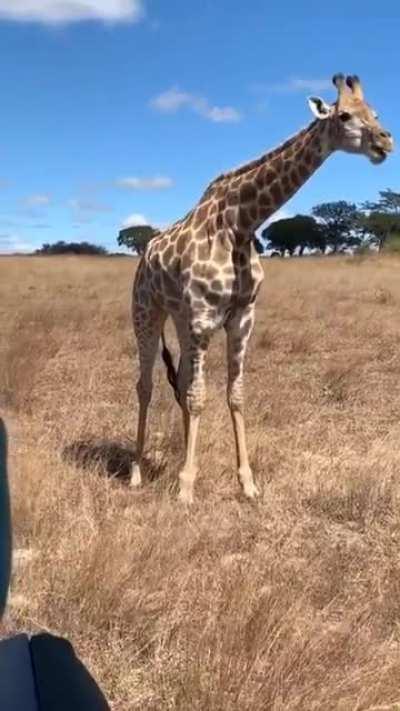 The way giraffes eat grass from the ground