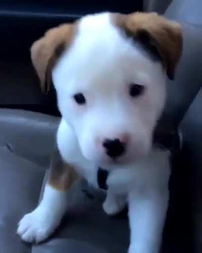 Puppy growling at his own hiccups