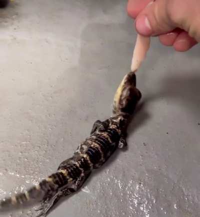 🔥 This baby alligator just started doing the death roll...