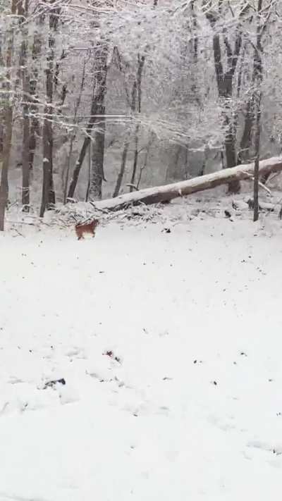Evee’s first snow of the winter