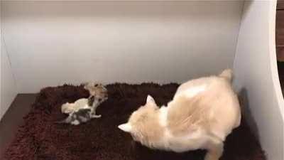 cat gives birth to 6 children