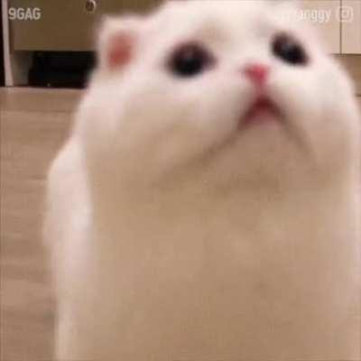 Smol criminal engaging in grueling triathlon training