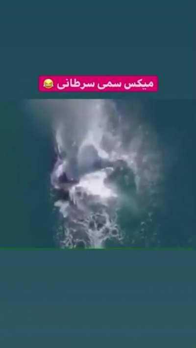 این باید بره ترای نات تو لف با فرشاد🤣🤣🤣🤣