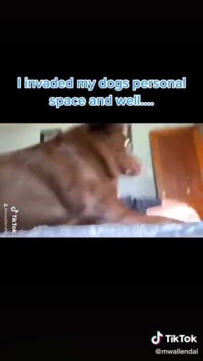 Dog wasn't having it.