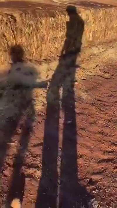 Australia on the east coast is currently experiencing a mouse plague of epic proportions