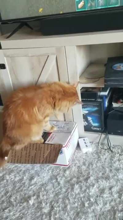 Remembers where I put the treats one time, doesn't realize the major flaw in his plan to get them