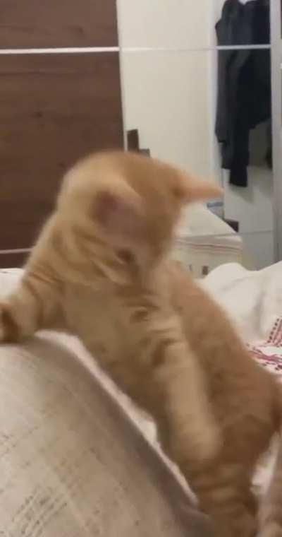 Orange cat escape plan