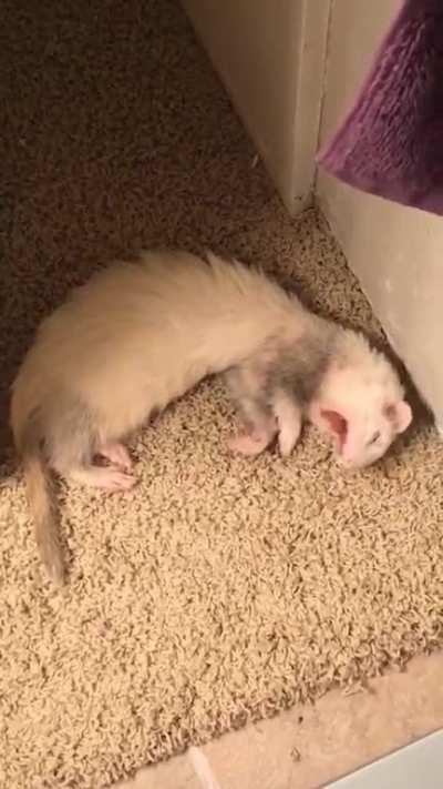 yawwwwn numnum yawwn numnum yawwwwn ....