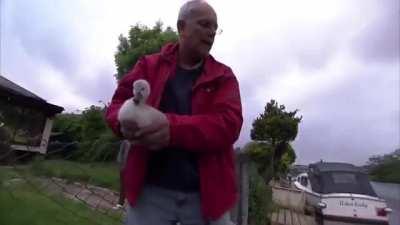 Man saves baby swan while older prototype tries to keep him from learning the truth!