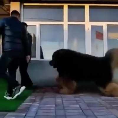 Just a happy UNiT! of a pupper.