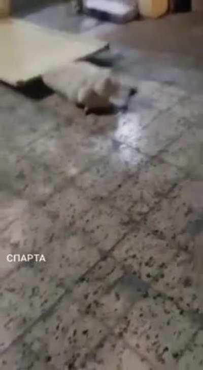 This fight didn't go as planned.