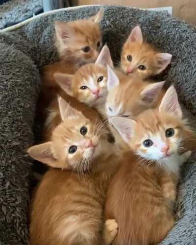 The more the meowrier