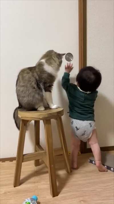 The cat prevents the boy from opening the door.