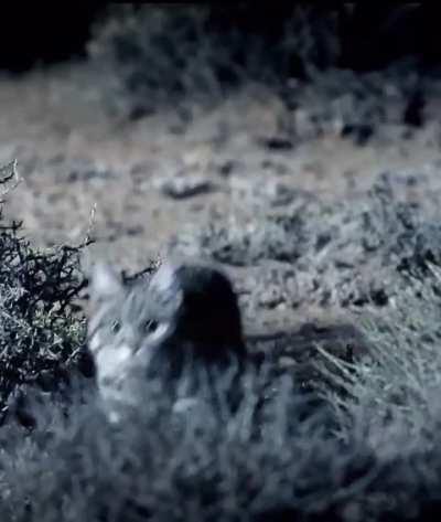 🔥 Lethal Black Footed Cat