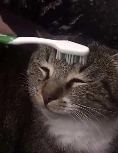 If you get a wet toothbrush and pet a cat it, it supposedly reminds them getting clean by their mother