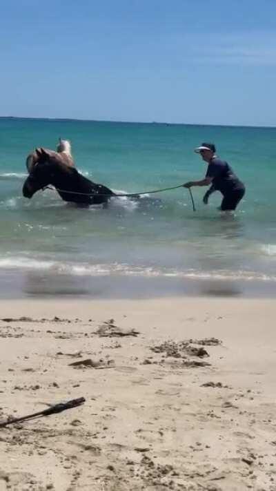 I have yet to see any other horse do this.. Every time we got the beach she drags me in and does this. Funny girl.