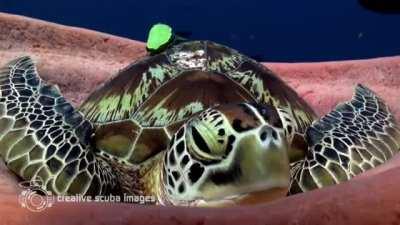 A green sea turtle lets out a huge yawn as it settles in to take a nap on a soft barrel sponge