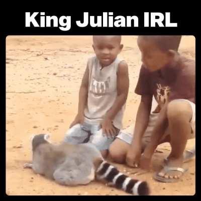 More petting, hoomans