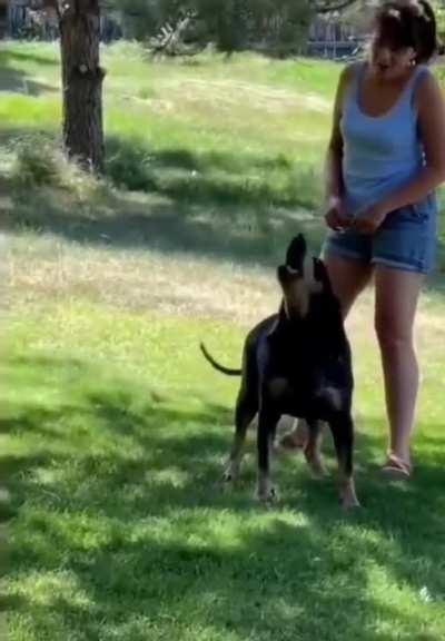 dog saying hello to a friend