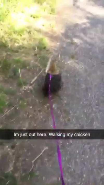 Once I took my chicken out on a walk, and she actually enjoyed it :)