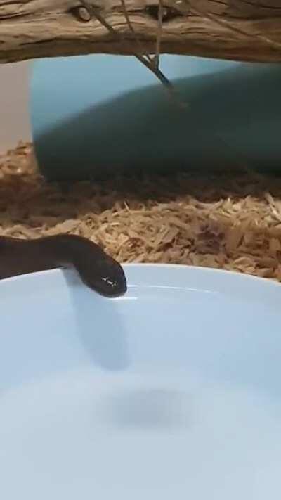 The cutest thing i saw in my life 😭🖤🐍