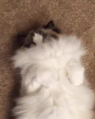 There's a cat underneath all the fluff