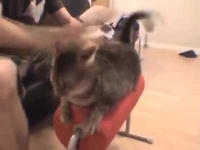 CAT FuRiOuSlY BeAtEn To SuBmIsSiOn